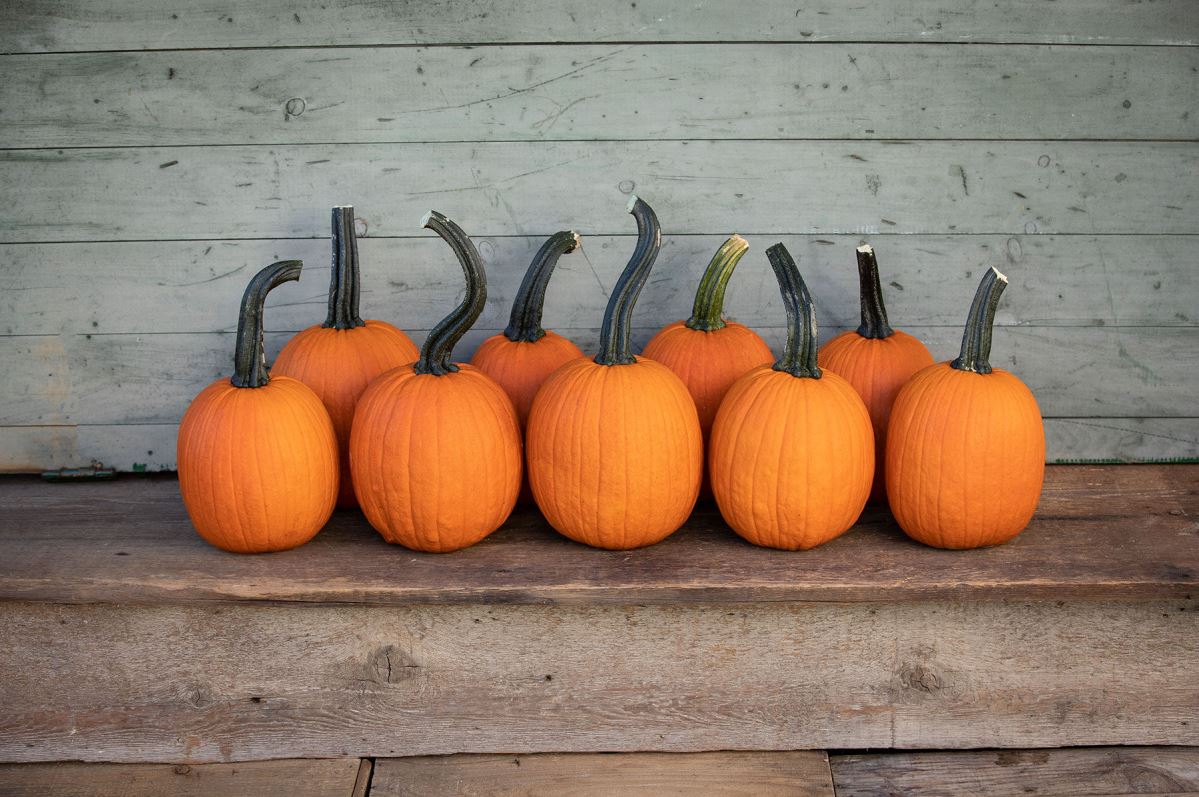 Pipsqueak PMR – Pumpkin Seed